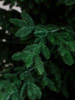 Большая елка «Норвежская Люкс» GT (Литая хвоя) 270 см / 2,7 м