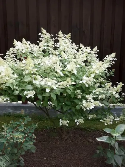 Гортензия метельчатая Киушу