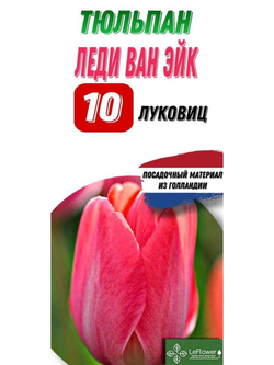 Тюльпан Луковица, Леди ван Эйк, 10шт крупные
