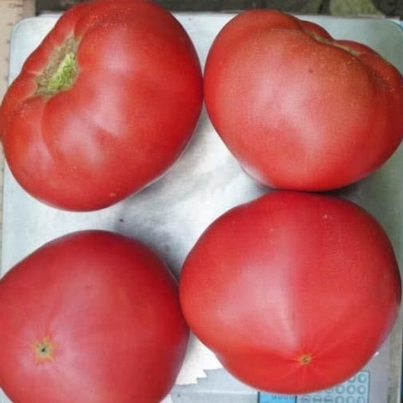 Пинк Мэджик F1 семена томата индетерминантного (Sakata / Саката) продукт – фото 2