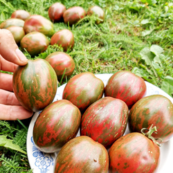 Помидоры Каликовые - Морские Колокольчики - Dwarf Maritime Bells Tomato