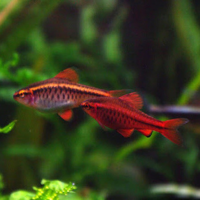 Барбус Вишневый