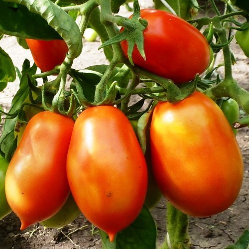 Помидоры Король Гумберт - Roi Humbert