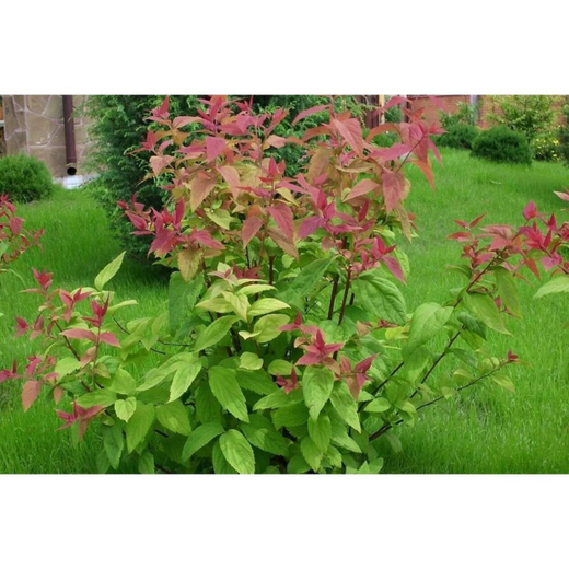 Спирея японская Макрофила С3 Закупка М60 июнь 2026