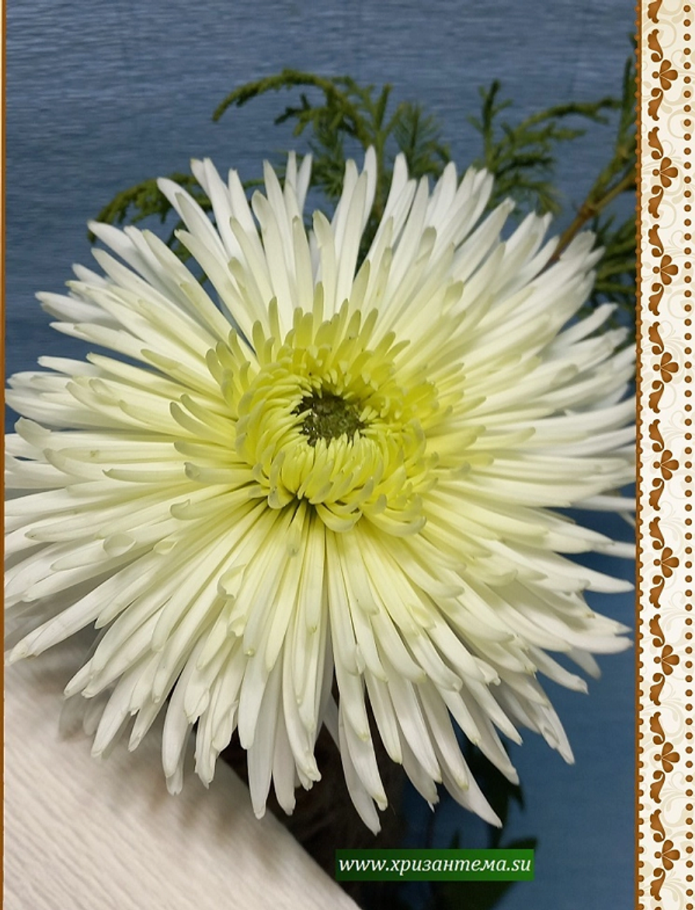 хризантема крупноцветковая иголка белая
