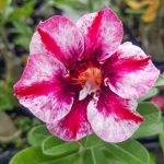 Адениум обесум 006 Song Khuê 3