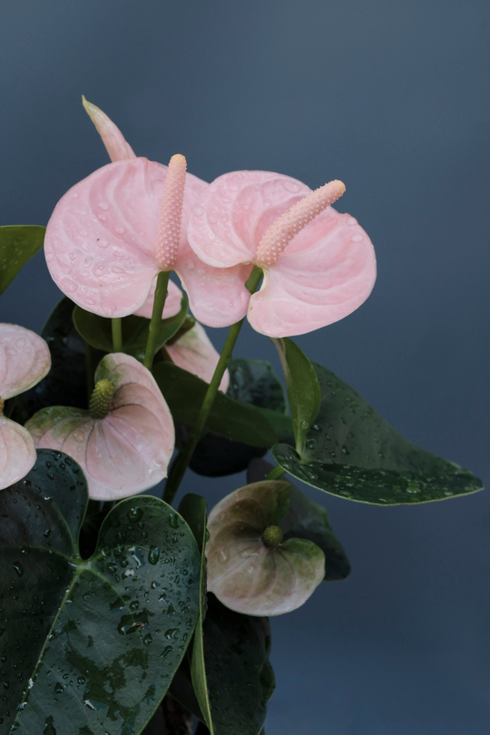 Антуриум Андреанум розовый