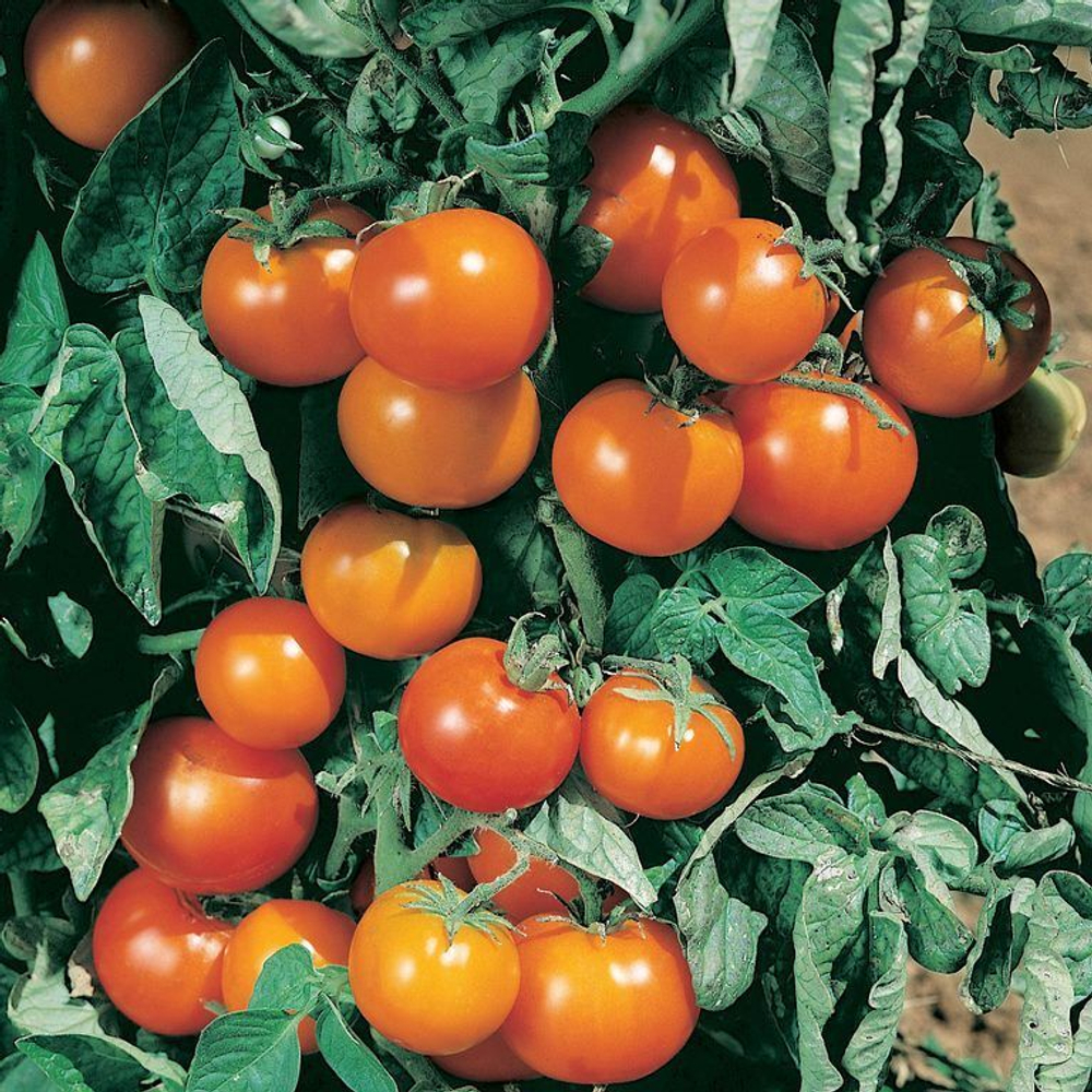 Гном Оранжевый пикси Dwarf Orange Pixie