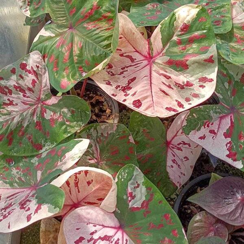 Каладиум ROSE PHLAENG