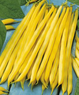 Фасоль Сонеста 5000 (семян)