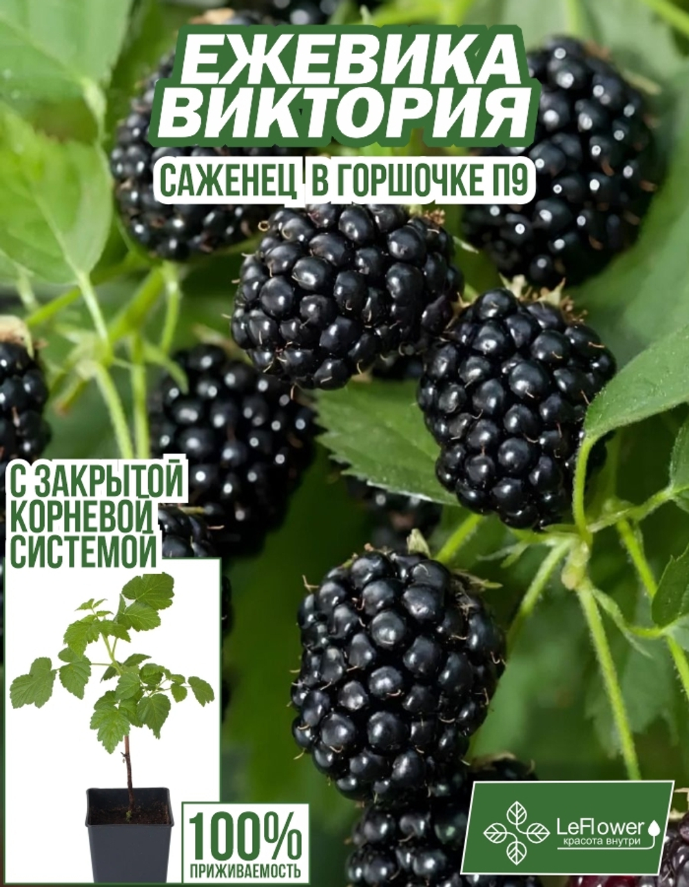 Ежевика, саженец, Виктория, 1 шт