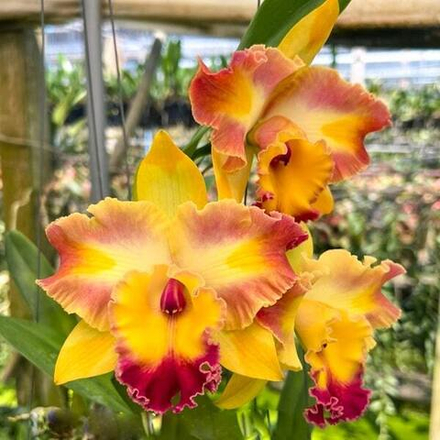 Орхидея ринхолелиокаттлея RLC. AMAZING BANGKOK GOD CANVAS