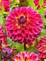 Георгин помпонный Войс