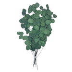 Эвкалипт стабилизированный популус зеленый