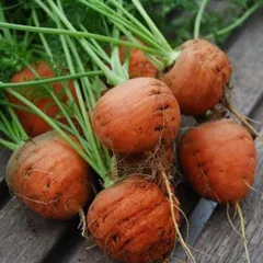 Морковь круглая малая БИО / 500 гр