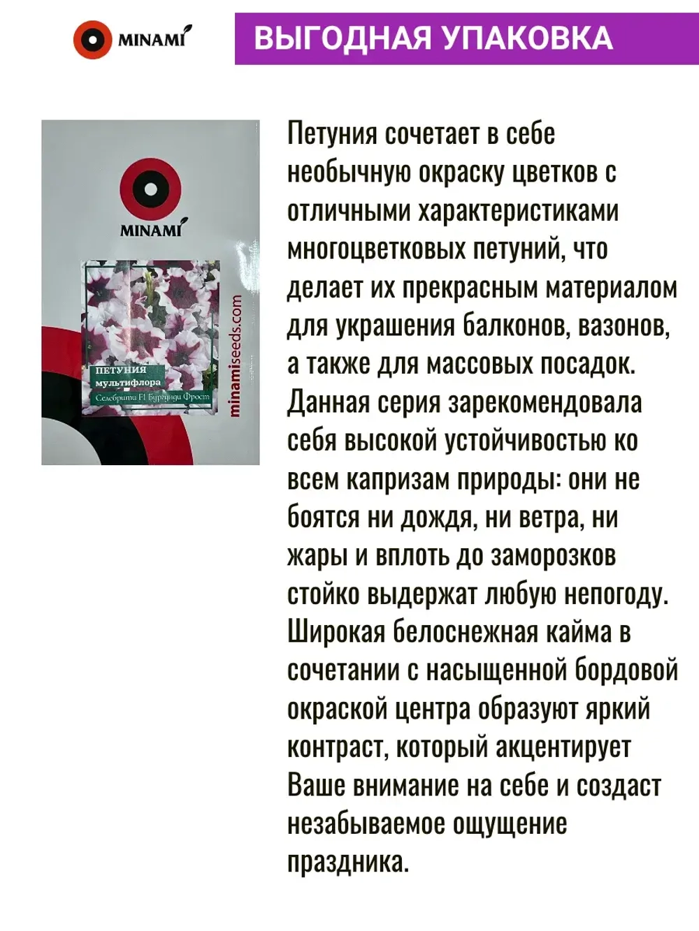 Петуния мультифлора Селебрити F1 Бургунди Фрост
