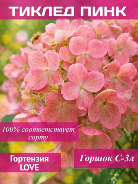 Тиклед Пинк гортензия метельчатая