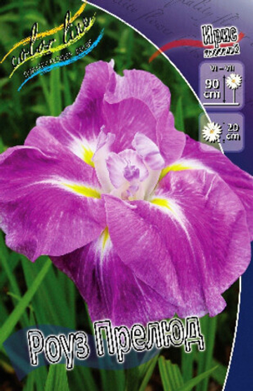 Ирис Мечевидный Роуз Прелюд