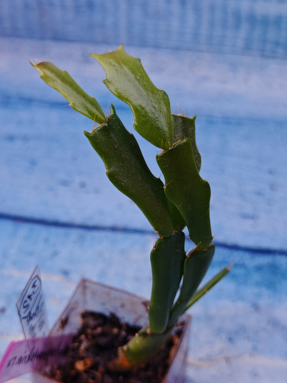 Schlumbergera cv. Thor Wild Cactus White (Шлюмбергера)