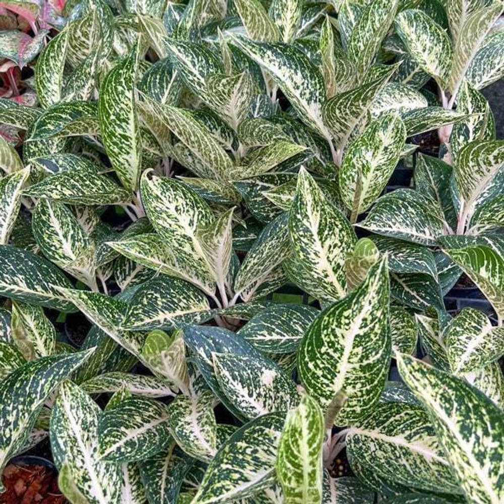 Аглаонема WHITE TIARA