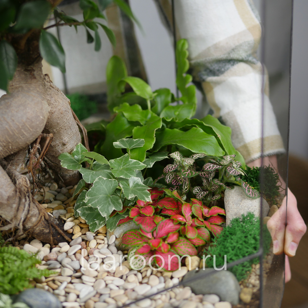 Готовый флорариум бонсай Фикус Бонсариум XXXL