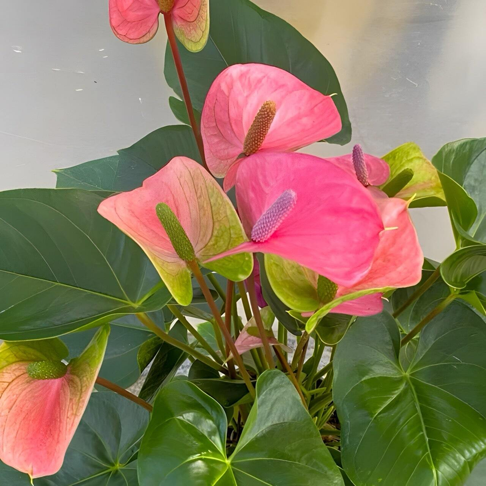 Антуриум Андре CAVALLI