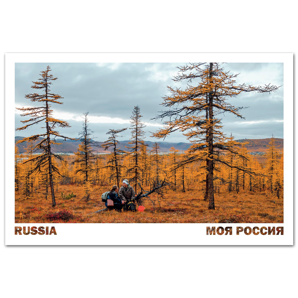 Сбор ягод среди лиственниц. Окрестности города Билибино, Чукотка