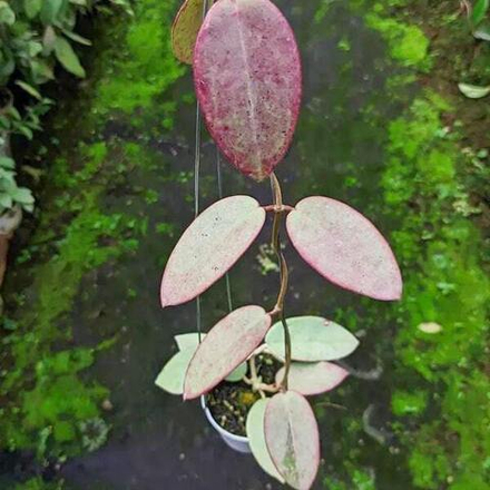 Хойя SILVER DOLLAR