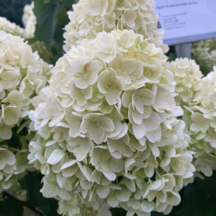 Гортензия метельчатая Гарденлайт Брайтлайт (Hydrangea paniculata Gardenlights Brightlight)