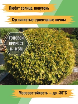 Туя саженец западная Голден Глоб хвойные