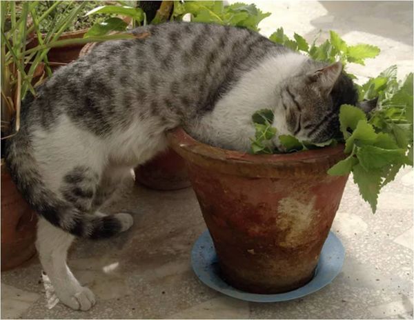 МЯТЫ АРОМАТЫ