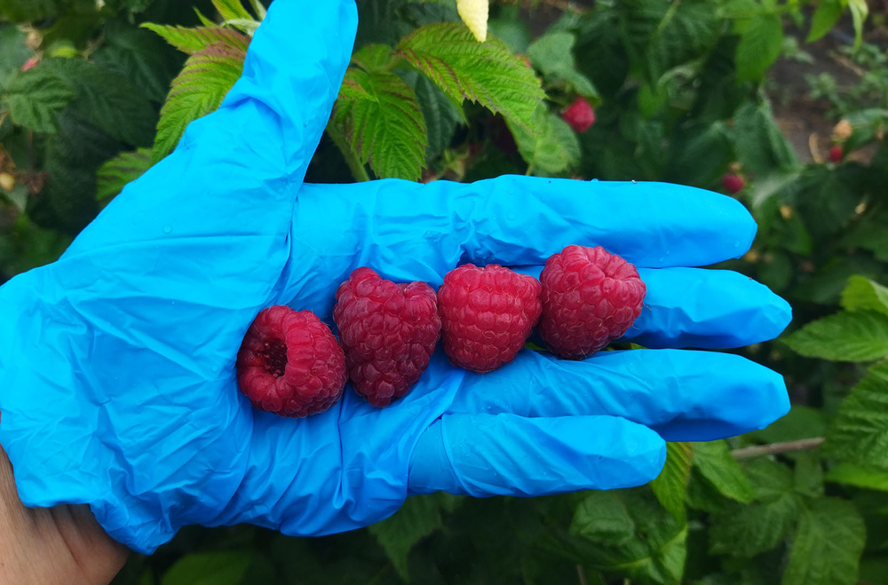 Малина ремонтантная Поклон Казакову