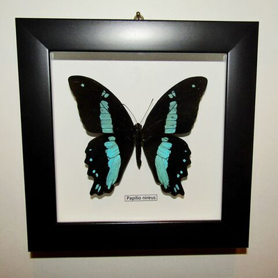 Бабочка Papilio nireus в рамке