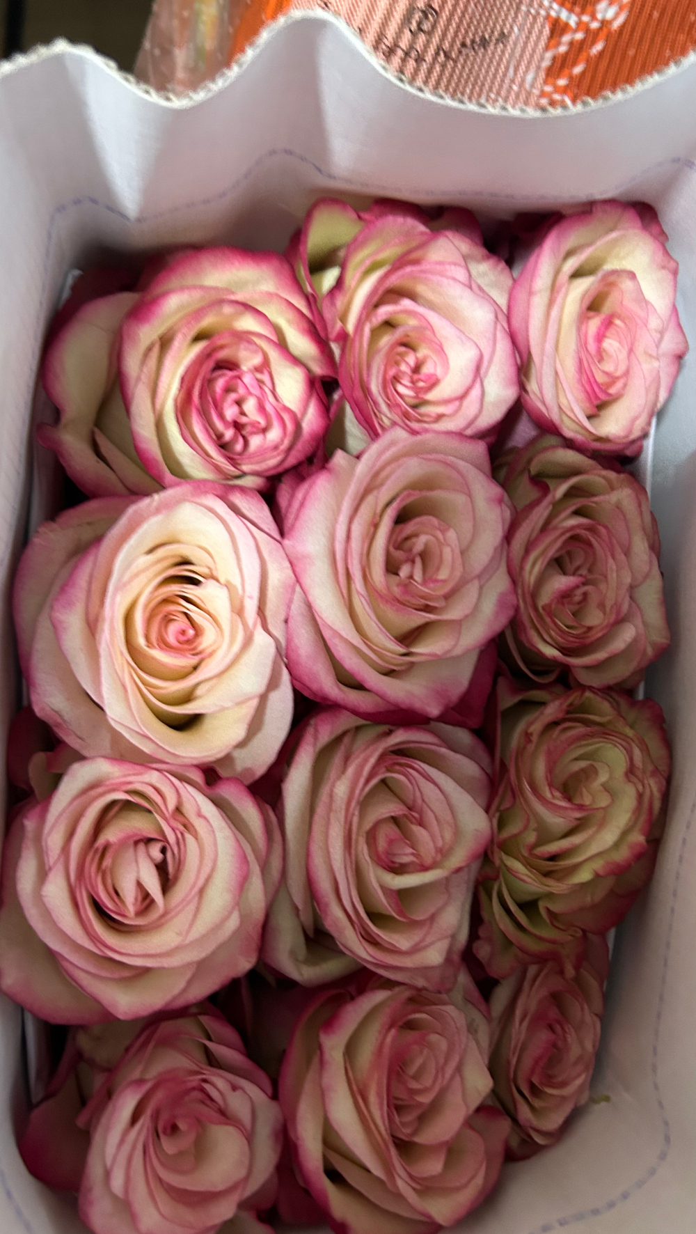 17 роз палома