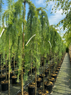 Лиственница кемпфера Стиф Випер штамб Закупка М49 весна 2026