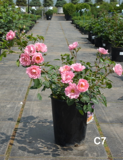 Роза Зоммервинд С7 Закупка М57 июнь 2026