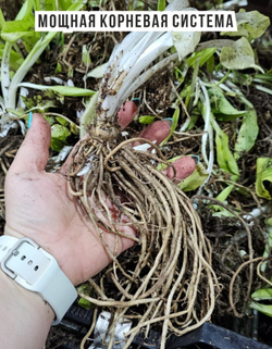 Хоста Корневище, Микс сортов, 20 шт.