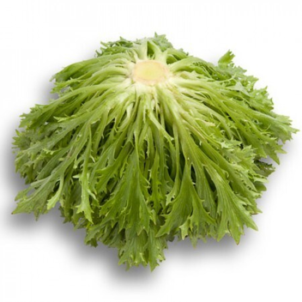 Эксайт семена салата хрустящего с сильно рассеченным листом (Rijk Zwaan / Райк Цваан)