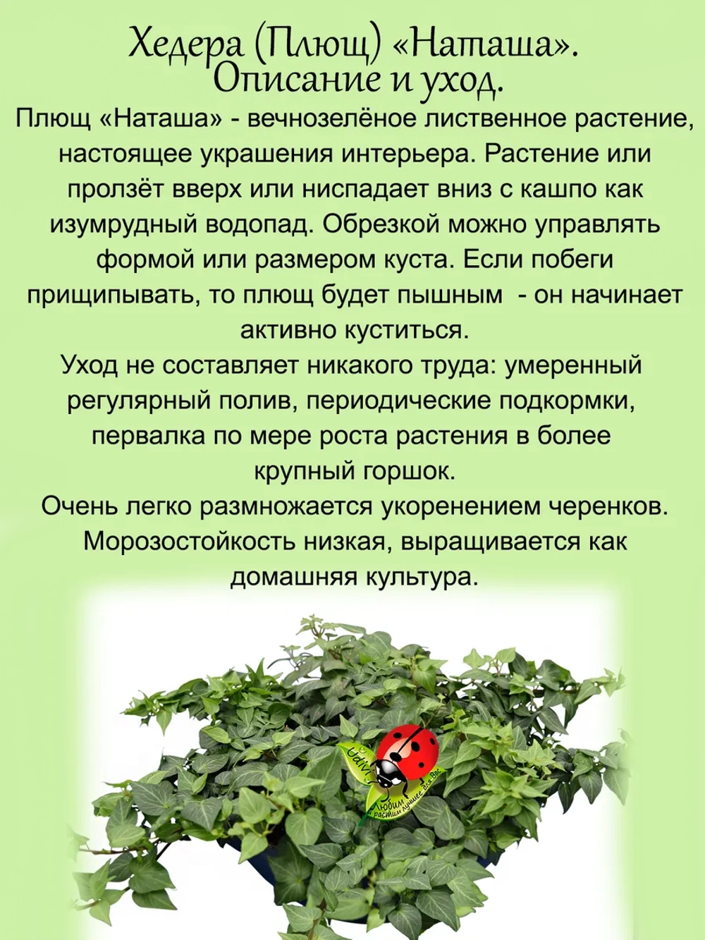 Хедера Наташа плющ