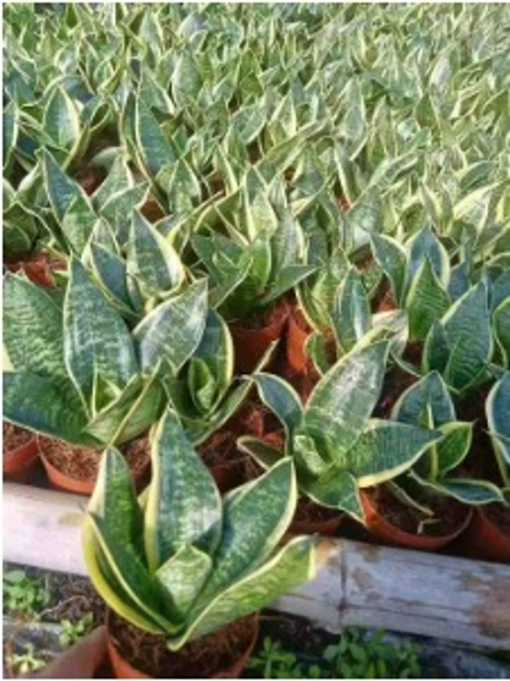 Сансевиерия Golden edged tiger ear orchid д.11