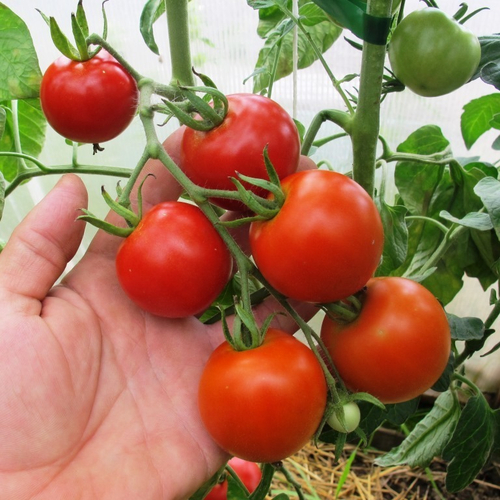 Помидоры Матина - Matina
