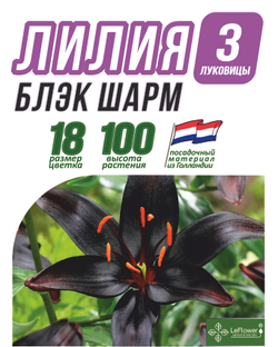 Лилия Луковица, Блэк шарм ЛА-гибрид, разбор 20/22, 3 шт