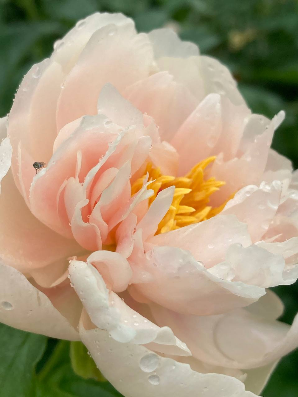 Пион Пастелеганс 3-5 почек Закупка М52 октябрь 2026