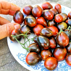 Помидоры Синий Кейс - BLUE KEYES Tomato