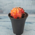 Gymnocalycium Variegata (Гимнокалициум Вариегатный)