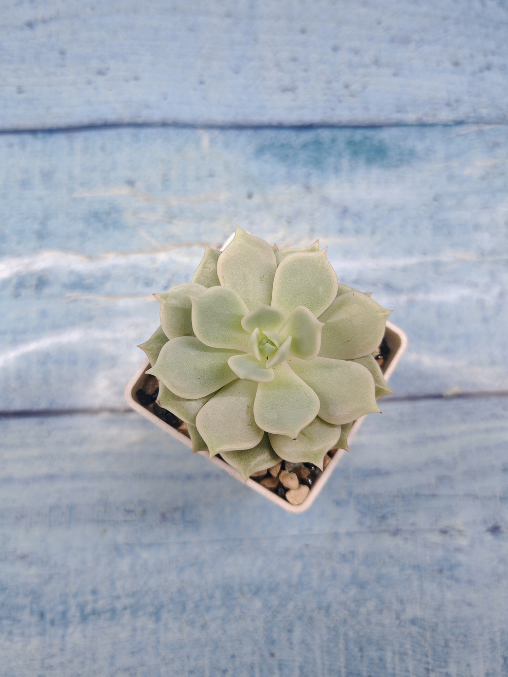 Echeveria Lola (Эхеверия)