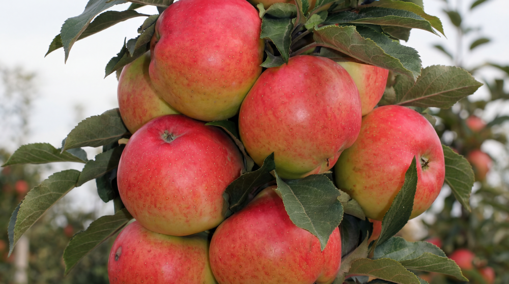 Саженец яблони колоновидной «Валюта» (Зимняя, Иммунная, Долго хранится)