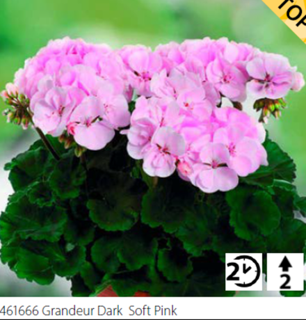 ЕВРО Пеларгония зональная Grandeur Dark Soft Pink укореннный черенок ОКС конец ноября