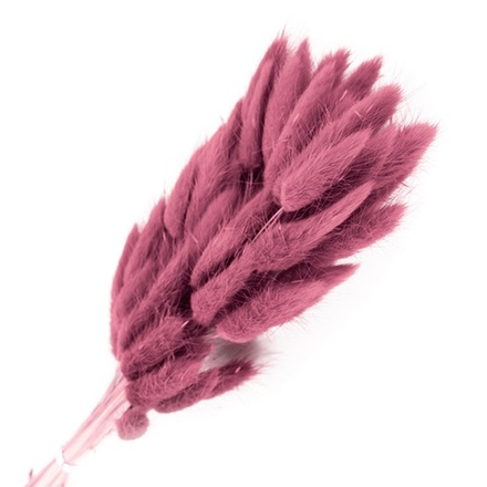 Сухоцветы ЛАГУРУС 65см 34гр ТУСКЛО-ПУРПУРНЫЙ