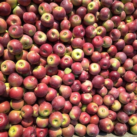 Яблоня ЮЛИЯ